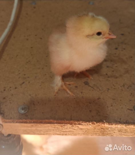 Цыплята суточные