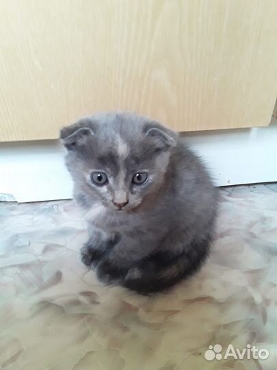 Шотландская вислоухая кошка в добрые руки