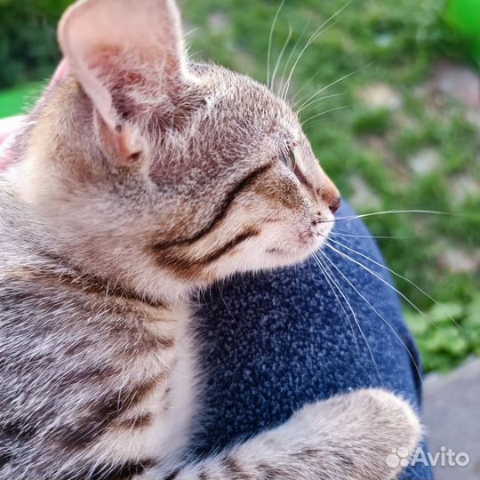 Кошка в дар бесплатно