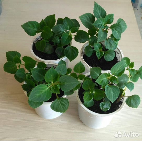 Бальзамин махровый