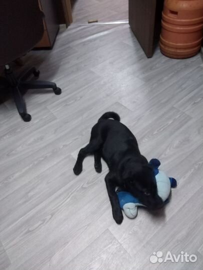 Собака в добрые руки отдам бесплатно