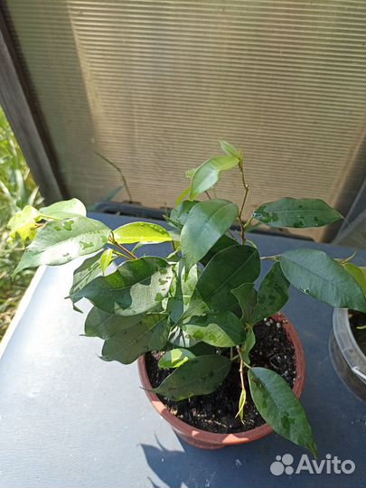 Фикусы,каллизии, каланхоэ, хавортии,алоэ