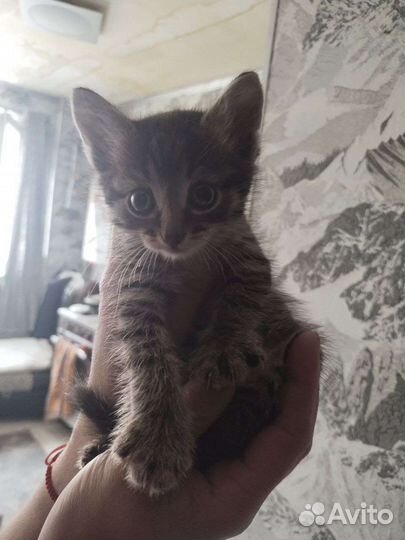 Кошка в дар бесплатно