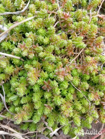 Набор молодил