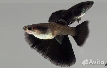 Гуппи чистая линия