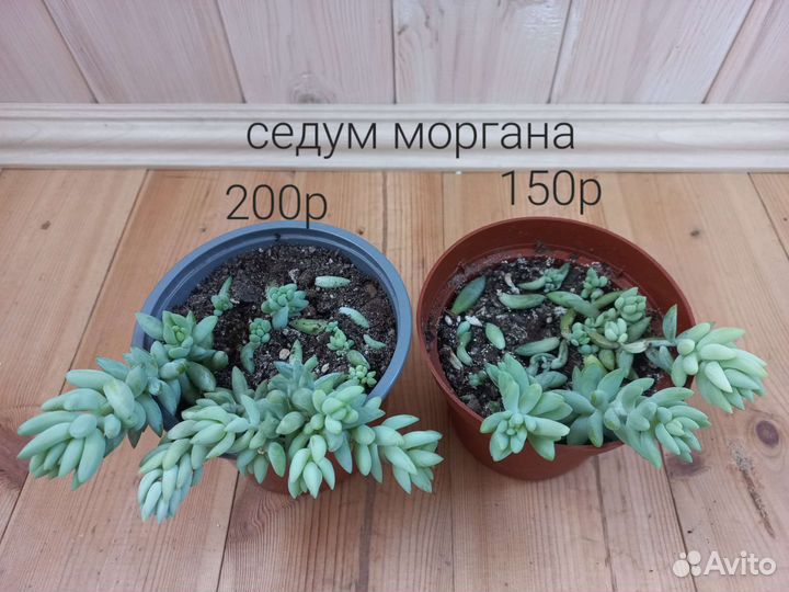 Седум моргана, седум буррито, декабрист
