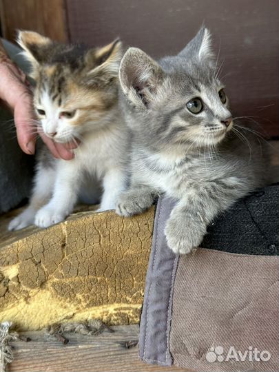 Котята в добрые руки даром