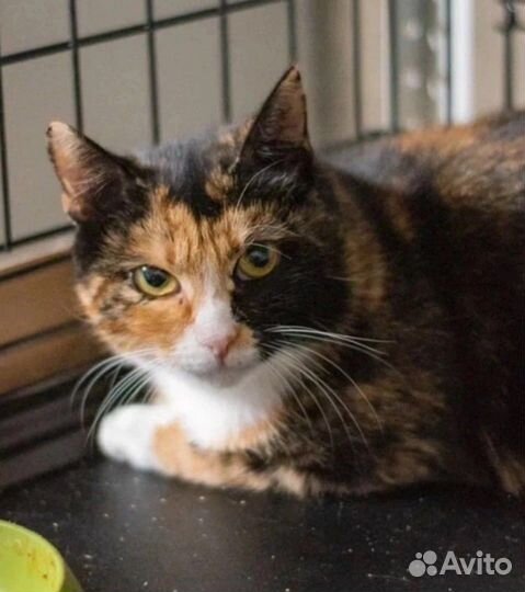 Кошечка-красавица для достатка в доме