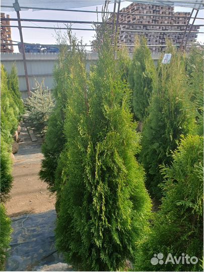 Туя западная Smaragd 120140 см Кедр Брабант