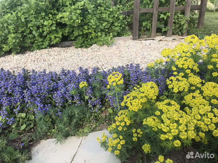 Многолетники