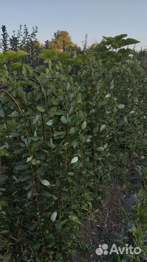 Саженцы декоративных деревьев