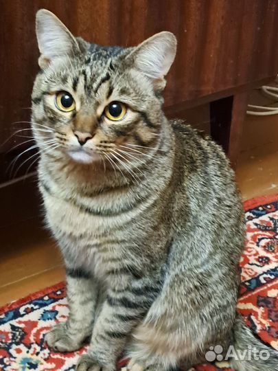 Коты для вязки