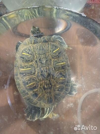 Красноухая черепаха