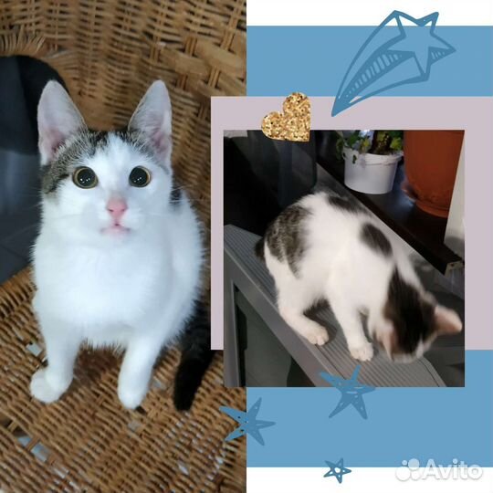 Котенок в добрые руки