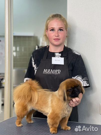 Услуги грумера