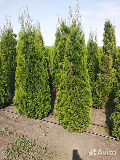 Туя экстра Смарагд