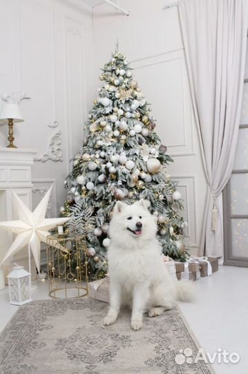 Красавец самоед