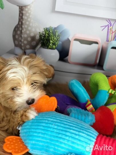 Щенки мальтипу f1