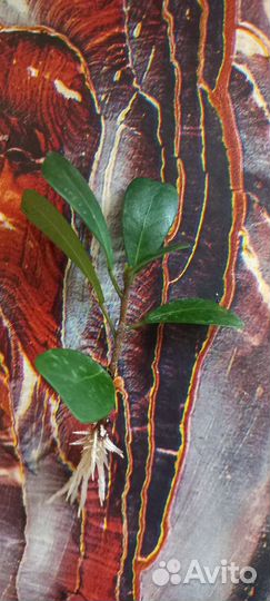 Фикус язычковый
