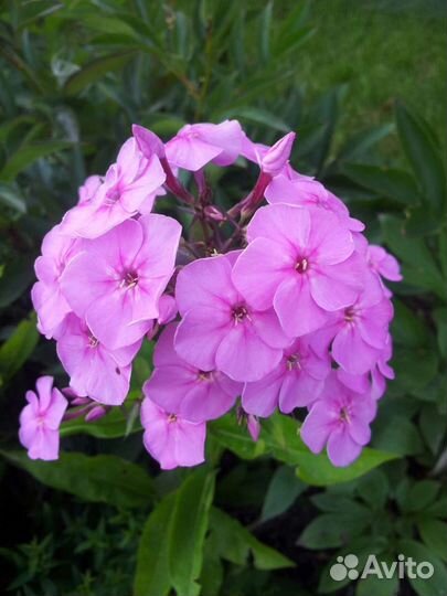 Папоротник страусник, флоксы