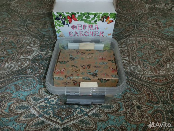 Ферма бабочек для детей д/ф-11