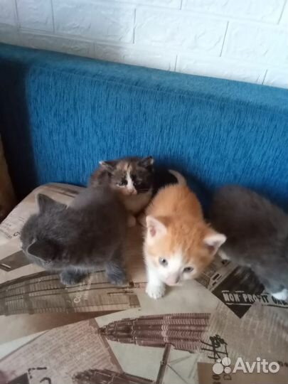 Кошка в дар бесплатно