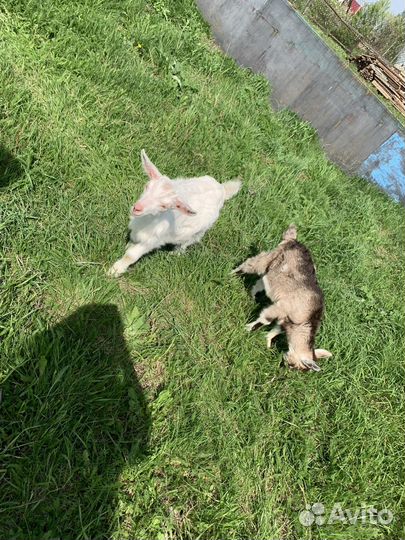 Козье молоко, творог, сыр