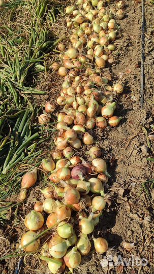 Лук оптом в Дербенте