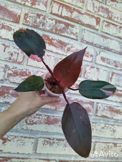 Филодендрон Pink Princess