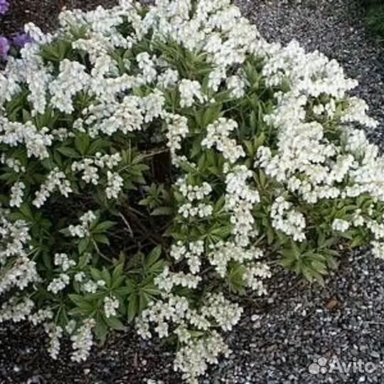 Пиерис японский