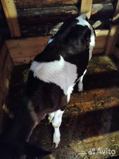 Телочки породистые