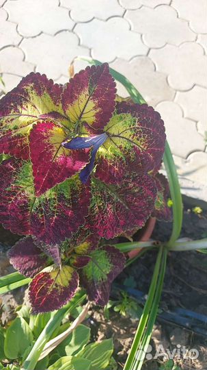 Колеус аватар