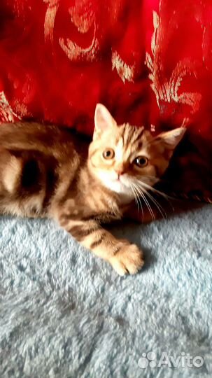 Шотландский котик