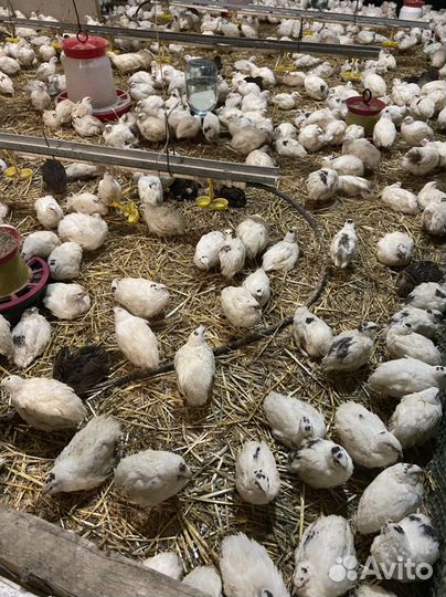 Тушки перепела