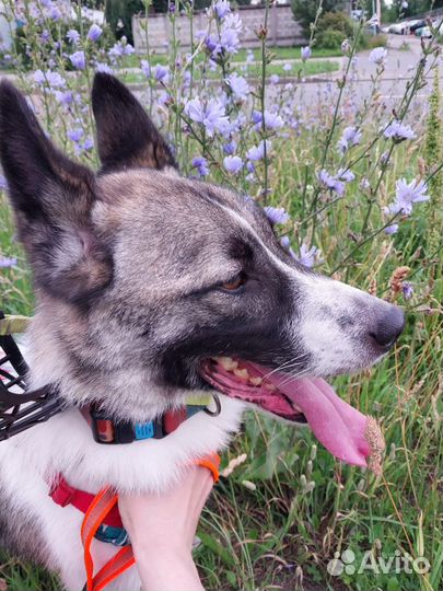 Домашний пёс попал в беду