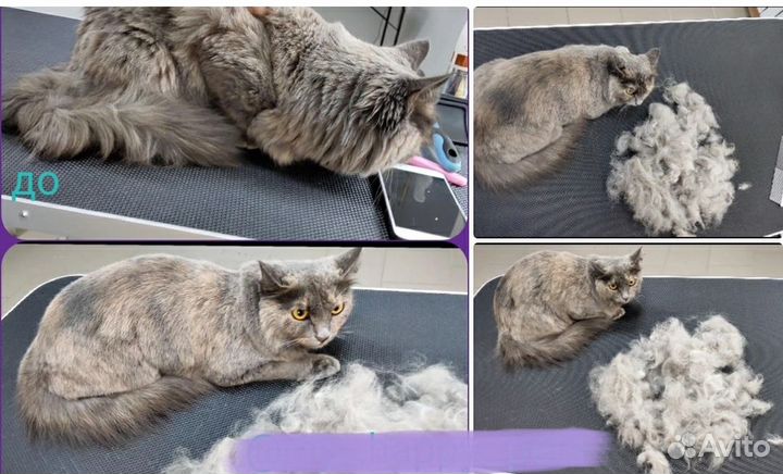 Стрижка собак и кошек