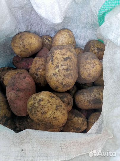Картофель едовой