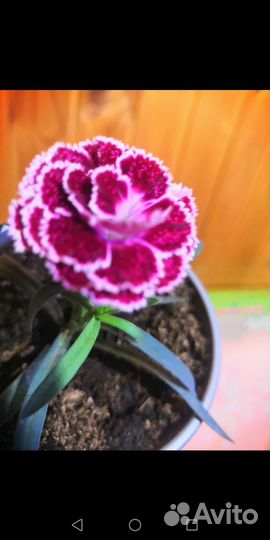 Гвоздика вегетативная