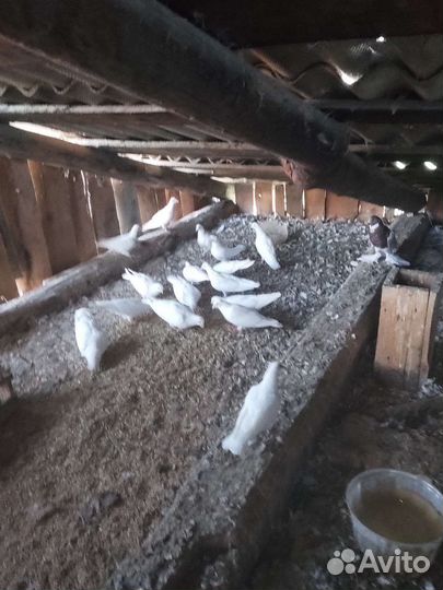 Голуби почтовые