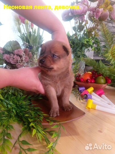 Передержка животных, частный сектор, свой дом