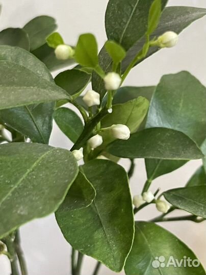 Цитрофортунелла-Каламондин