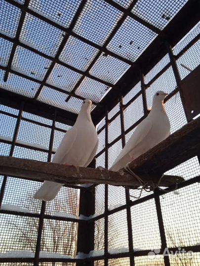 Голуби