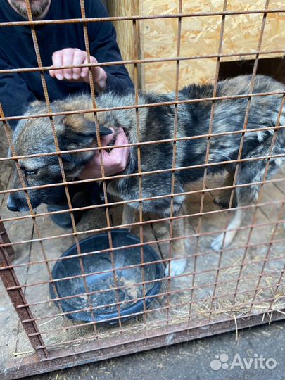 Собака предана