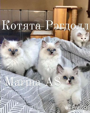 Самые ласковые Котята Рэгдолл