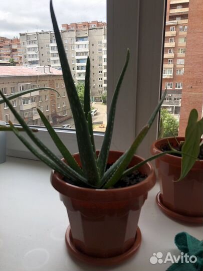 Алоэ лечебный