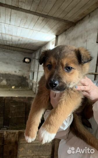 Щенок в добрые руки