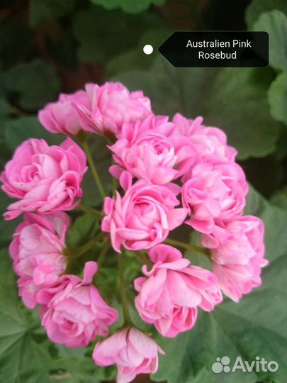 Сортовая пеларгония