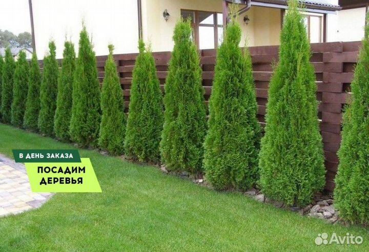 Туя Смарагд,Брабант,Колумна