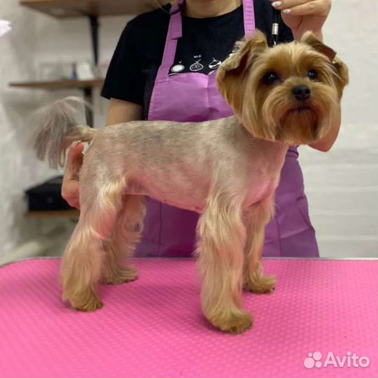 Груминг. Стрижка, уход за собакой, стрижка кошек