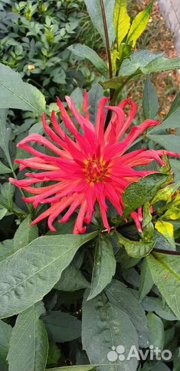 Георгины клубни